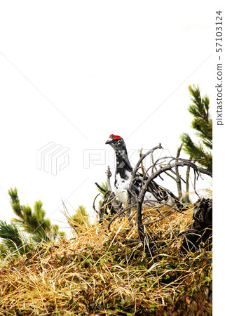 Thunder bird 57103124