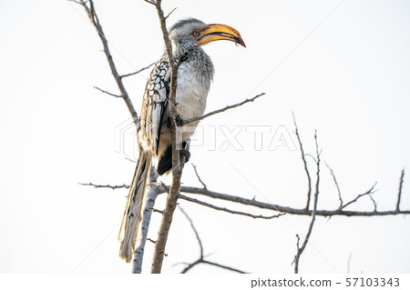 yellow-billed hornbill in kruger park south africa yellow-billed hornbill in kruger park south africa 57103343