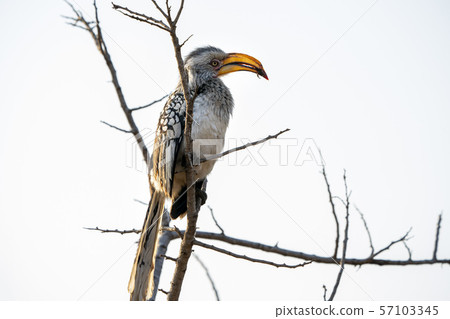 yellow-billed hornbill in kruger park south africa 57103345