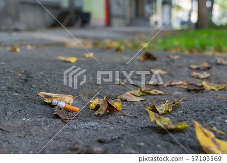 cigarette butt lies on the asphalt path on the fallen autumn leaves cigarette butt lies on the asphalt path on the fallen autumn leaves 57103569