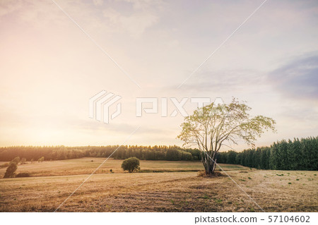 Beautiful sunset over dry fields in the summer 57104602