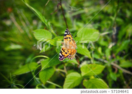 Vanessa Cardui butterfly on a pink flower 57104641