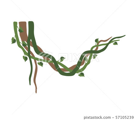 Tropical Winding Liana Branches, Jungle Plant Decorative Element, Rainforest Flora Vector 57105239