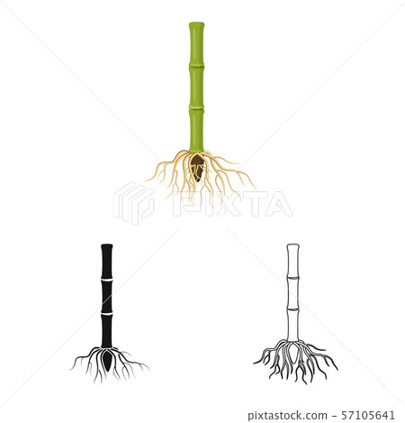 Isolated object of root and system sign. Set of root and sprout stock vector illustration. 57105641