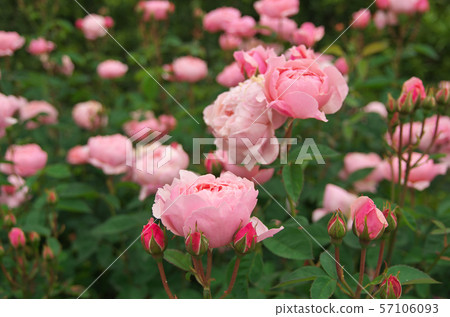 David · Austin · Rosise Rose Garden David · Austin · Rosise Rose Garden 57106093