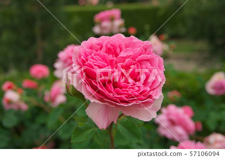 David · Austin · Rosise Rose Garden David · Austin · Rosise Rose Garden 57106094