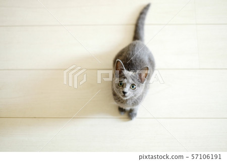 查尋的小貓 查尋的小貓 57106191