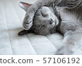 睡覺的貓 57106192