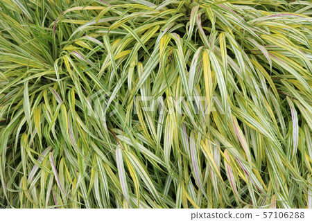 Golden Japanese forest grass Golden Japanese forest grass 57106288