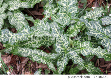 Italian arum leaves Italian arum leaves 57106640