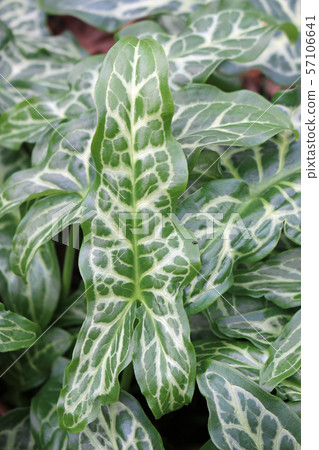 Italian arum leaves Italian arum leaves 57106641