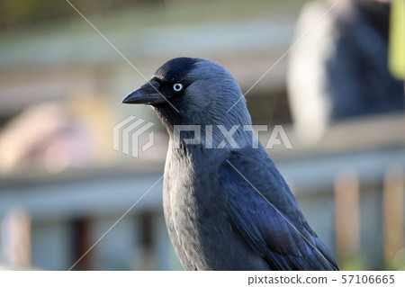 Jackdaw Jackdaw 57106665