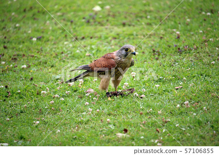 Kestrel on the ground with falconry jesses 57106855