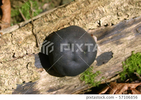 King Alfred's cakes fungus 57106856