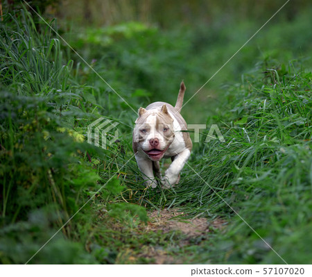 american bully dog running on the lawn green grass in the forest american bully dog running on the lawn green grass in the forest 57107020