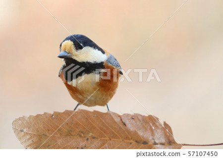 一隻野生鳥的Yamagara特寫鏡頭 一隻野生鳥的Yamagara特寫鏡頭 57107450