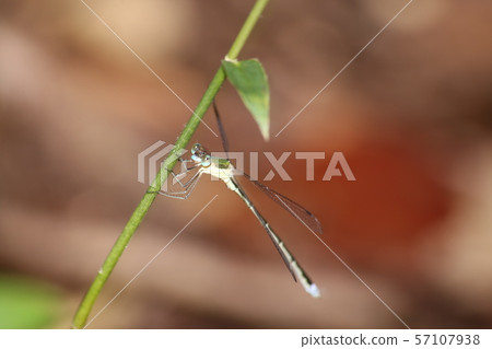 Covetail 57107938