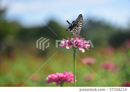 Swallowtail swallowtail Swallowtail swallowtail 57108214