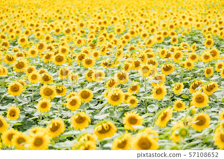 Summer sunflower 57108652