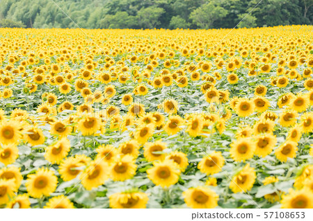 Summer sunflower Summer sunflower 57108653