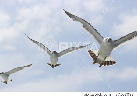 Seabird with foot ring (identification tag) Seabird with foot ring (identification tag) 57108888