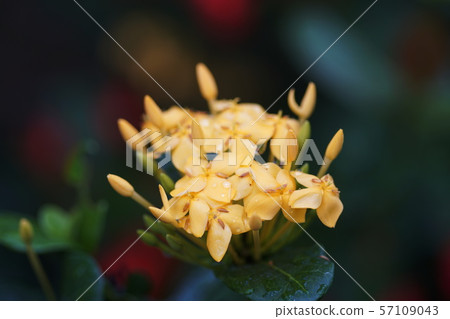 Ixora'Sunkist' Ixora'Sunkist' 57109043