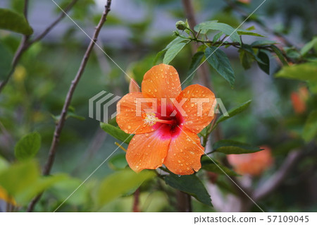 Hibiscus Hibiscus Hibiscus Hibiscus 57109045