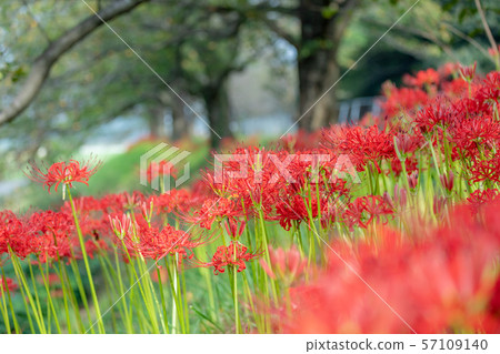 Minuma rice field, cluster amaryllis blooming along Minuma substitute water, autumn 57109140