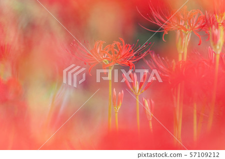 Cluster amaryllis that blooms in Minuma rice field Cluster amaryllis that blooms in Minuma rice field 57109212