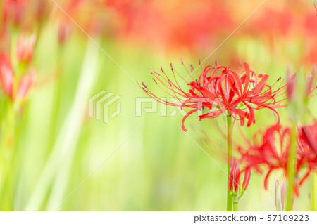 Cluster amaryllis that blooms in Minuma rice field Cluster amaryllis that blooms in Minuma rice field 57109223