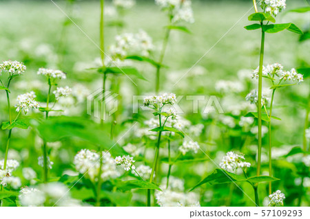 One side of the flower [Nagano Prefecture] 57109293
