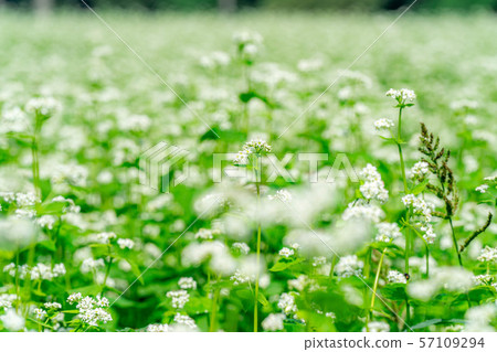 One side of the flower [Nagano Prefecture] 57109294