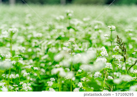 One side of the flower [Nagano Prefecture] 57109295