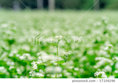 One side of the flower [Nagano Prefecture] 57109296