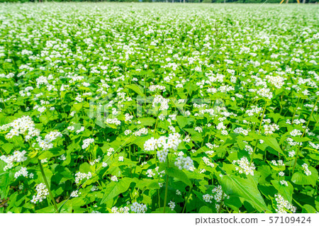 One side of the flower [Nagano Prefecture] 57109424