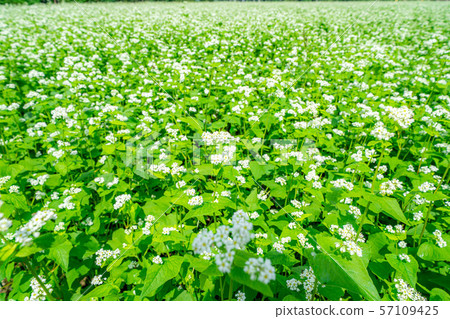 One side of the flower [Nagano Prefecture] 57109425