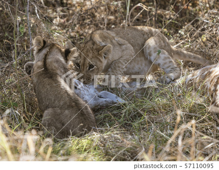Lion cubs attempt to eat a giraffe killed by their mother Lion cubs attempt to eat a giraffe killed by their mother 57110095