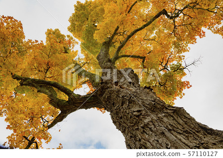Look up into the canopy of yellow leaves during the Autumn Look up into the canopy of yellow leaves during the Autumn 57110127