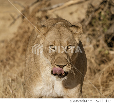 Female lion walks across dirt toad 57110148