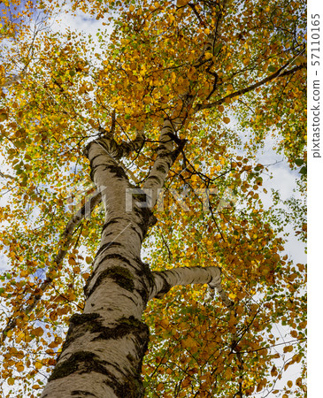 Look up into the canopy of yellow leaves during the Autumn 57110165