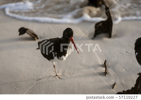 Oystercatcher Stands On One Leg On Beach in Galapagos Oystercatcher Stands On One Leg On Beach in Galapagos 57110227