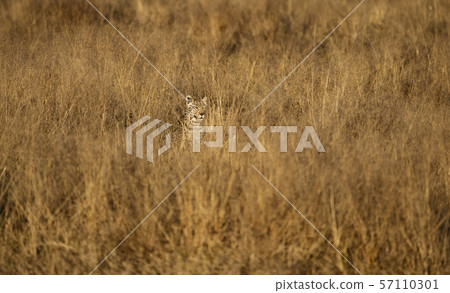 Leopard is nearly invisible in the short dry grass, as he stalks his prey 57110301