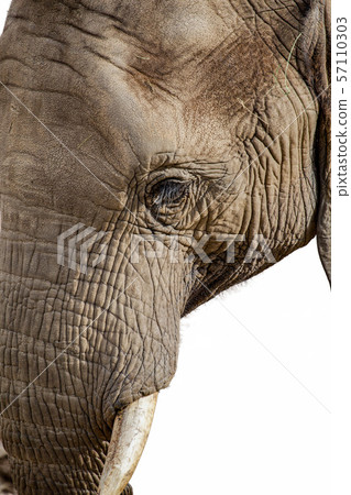 Elephant Face closeup 57110303