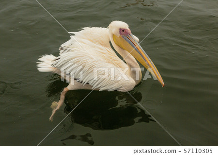 Great White Pelicans swimming in water 57110305