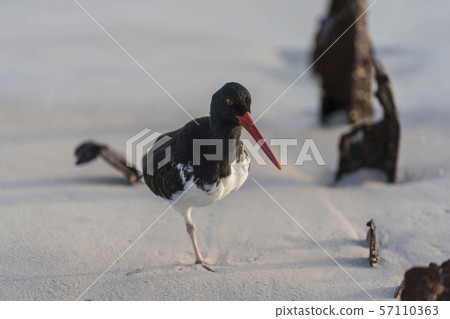 Oystercatcher Stands On One Leg On Beach in Galapagos Oystercatcher Stands On One Leg On Beach in Galapagos 57110363