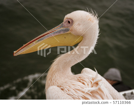 Profile of a Great White Pelican Profile of a Great White Pelican 57110366