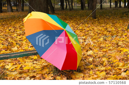 colored umbrella in the park among autumn leaves 57110568
