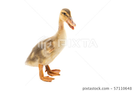 little geese isolated 57110648