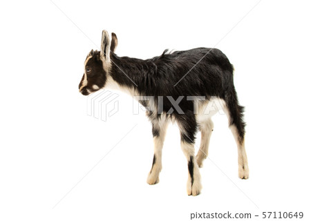 little goat isolated little goat isolated 57110649