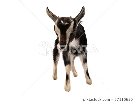 little goat isolated 57110650